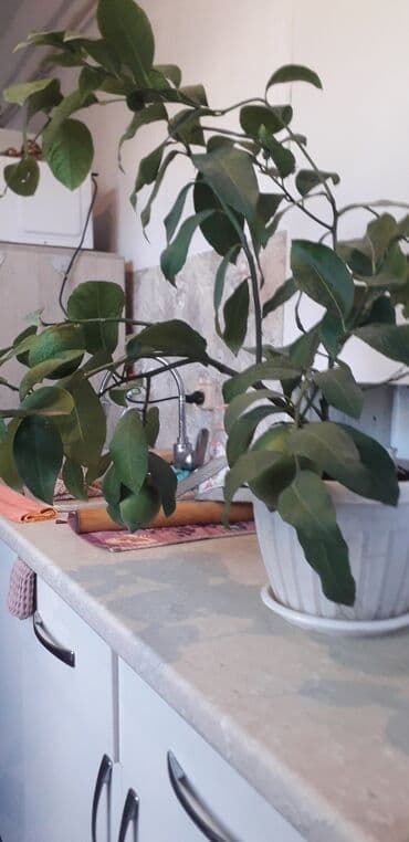 лимон цена за кг бишкек: Саженцы лимонов 2т.с.,5т.с — 4