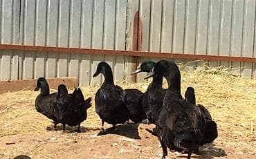 тай ат: Продаю | Инкубационные яйца | Домашняя | Для разведения — 6