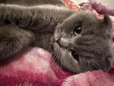 Продажа кошек: Скотиш Фолд (Шотландская вислоухая), 2 года, Девочка, Серый, Приучена к лотку, Проглистована, С прививками — 7