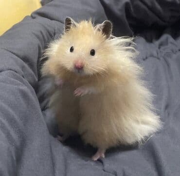 Крысы: Продаются хомячки джунгарские, сирийские, ангорские пушистые хомячки — 7