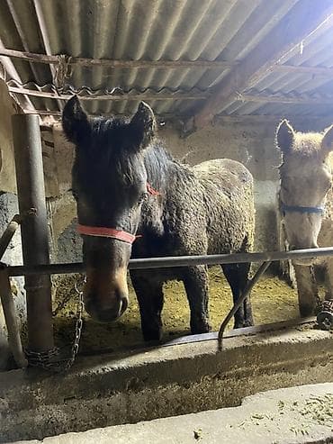 Продаются пони/малорослые лошади (несколько голов) в денниках