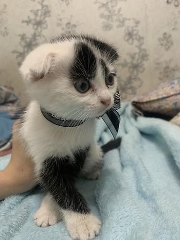 жалал абад кошка: Шотландский плюшевый котёнок (скоттиш-фолд), окрас черно-белый — 2