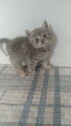 купить йоркширского терьера: Скотиш Фолд (Шотландская вислоухая), 2 месяца, Девочка, Приучена к лотку, Проглистована — 3