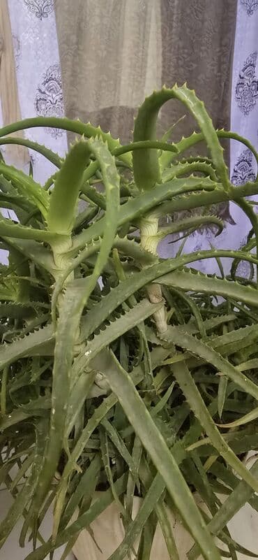 сколько стоит гортензия в бишкеке: Продаю алоэ — 2
