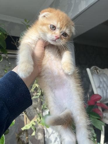 котята рыжие: Скотиш Фолд (Шотландская вислоухая), 2 месяца, Мальчик, Рыжий, Приучена к лотку — 1