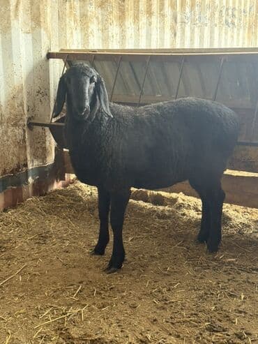 кой сойгуч: Продаю | Овца (самка) | Для разведения — 10