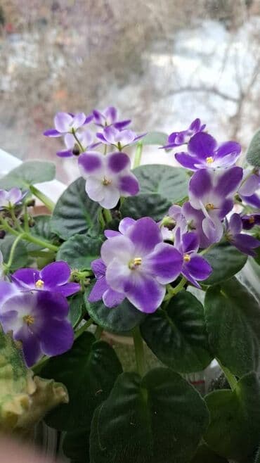 различные кактусы: Цветущие фиалки сорта Арапаха, "Ах, Настасья!", спорт от — 8