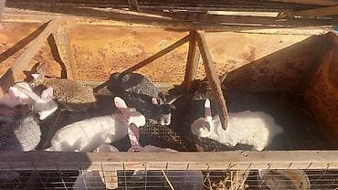 племенные кролики продажа: Продаю | Крольчата | Фландр, Серый великан | Для разведения | Племенные — 2