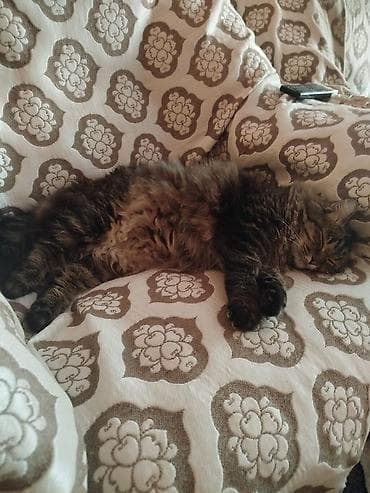 Собаки: Кошка даром: Беспородная, 3 года, Девочка, Приучена к лотку, Проглистована — 1