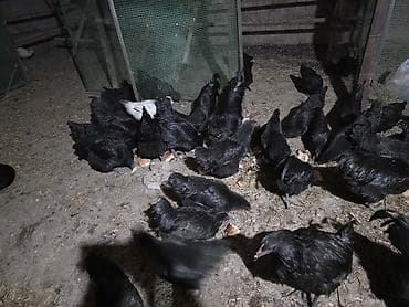 Продаю | Куры | Для разведения