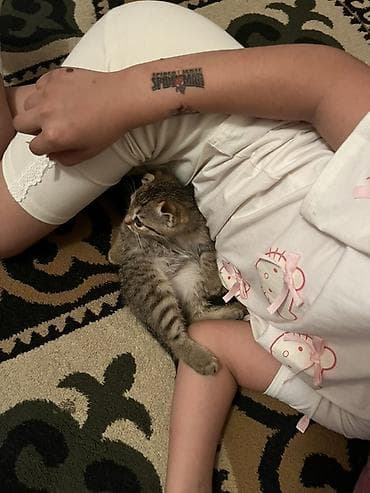 кошки сокулук: Шотландский вислоухий котёнок (скоттиш-фолд) - Пол: девочка - Окрас — 3