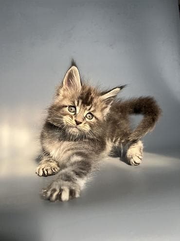 коты белый: Мейн-кун, 1 месяц, Мальчик, Черный, Приучена к лотку, Проглистована, С документами — 7
