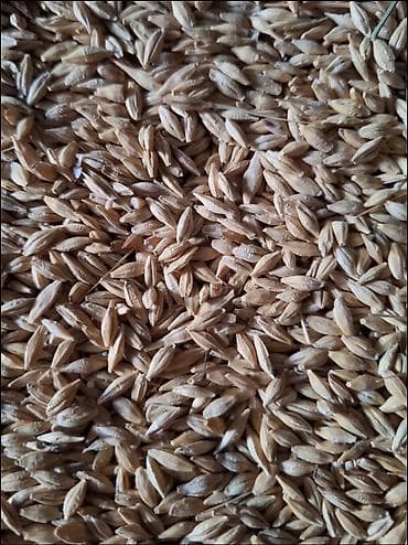 птицы бишкек: Ячмень/Арпа

только What'sApp — 1