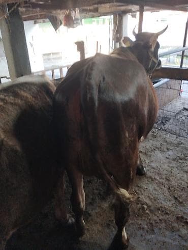 Продаю | Корова (самка) | Для молока | Привязанные — 4