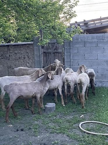 Продаю | Ягненок | Арашан | Для разведения — 4