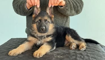 Продаются чистопородные щенки немецкой овчарки! Дата
