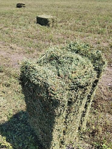 Сено в тюках (люцерна/разнотравье), прямоугольные тюки с поля. -