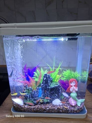 купить собаку шпица недорого: Компактный декоративный аквариум с подсветкой. - Прозрачный — 3