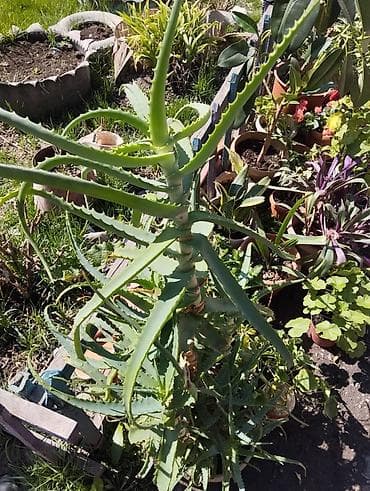 где можно купить алоэ: Алоэ 5л — 1