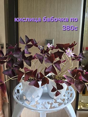 Сингониумы: Аглаонема (розово-зелёная декоративнолистная) — 920 с. - Компактный — 3