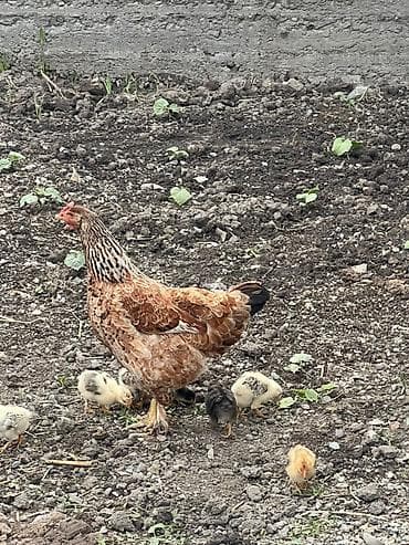 утки белые: Продаю | Цыплята | Домашняя | Для разведения — 1