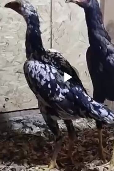 тай бишкек: Сатам | Тооктор | Тебиштирүүчү | Көбөйтүү үчүн — 4