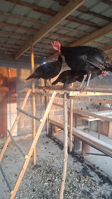 ечки теке: Продаю | Индюк (самец) | Черный принц | На забой — 1