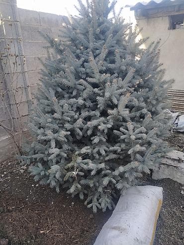 TagAZ: Саженцы деревьев: Ели — 2