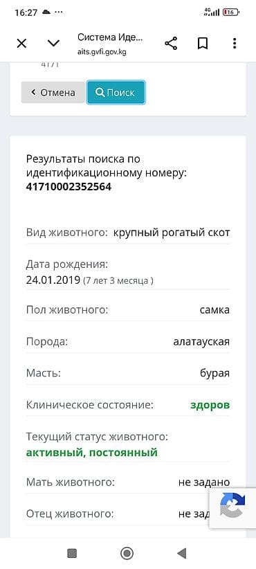 заменитель молока: Продаю | Корова (самка), Музоо, торпок | Алатауская | Для молока | После отела — 10