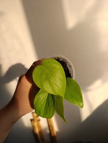 формочки для хлеба: Продаю. детки, черенки комнатных растений по 100 сом. Сциндапсус-пакет — 8