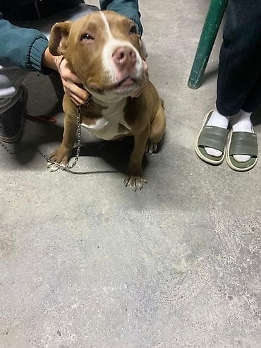 леопардовая кошка цена: Питбуль, 4 месяца, Самец — 3