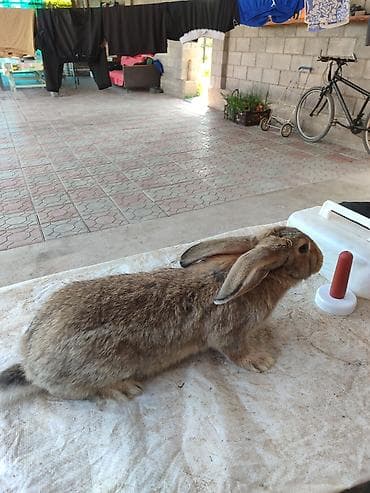 Животные: Продаю | Крольчиха (самка) | Серый великан | Для разведения | Племенные — 9