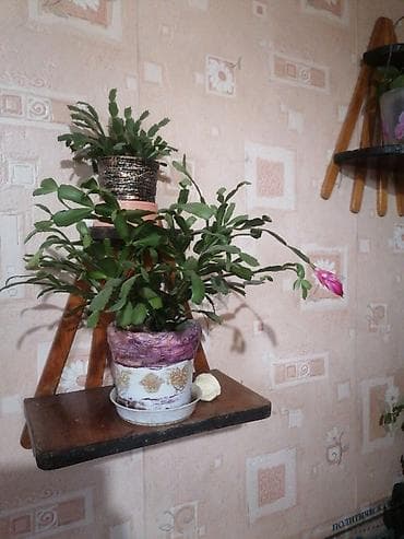 70 сом: Продаю комнатные цветы. Большой выбор, цена от 50 сом и выше — 6