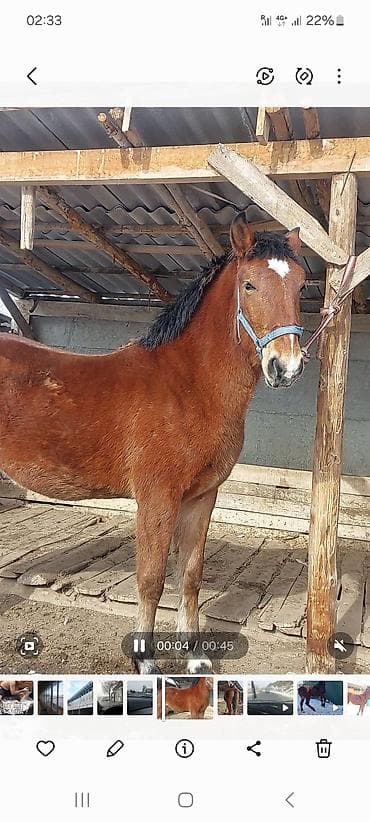 Другие животные: Продаю | Жеребенок — 3