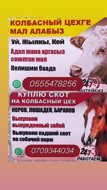 Туша at lalafo.kg Туша