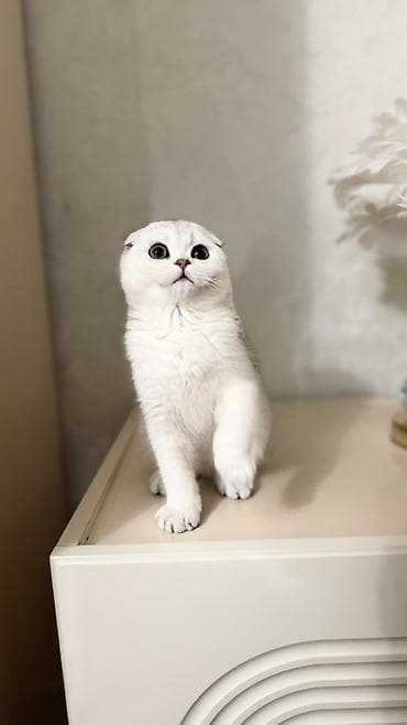 бенгалы котята: Продаются шотландские котята. Скоттиш Фолд. Девочка. Серебристая — 1