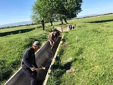 голуби животное: Продаю | Овца (самка) | Для разведения — 6