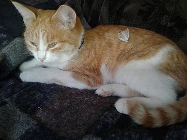утерян: Пропала рыжая кошка, ищем ее уже 3 года! Я очень сильно за неё — 1