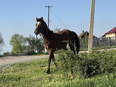 собака питбуль: Продаю | Жеребенок | Кара Жорго | Рабочий | Племенные — 2