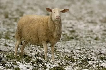 породистые собаки в бишкеке: Продаю | Овца (самка) — 1