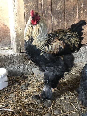 дойный апарат для коров: Продаю | Петух | На забой, Для разведения — 10