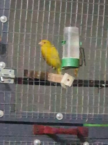 Канарейки декоративные (разных окрасов) - Порода: домашние канарейки
