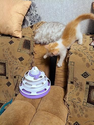 Животные: Кошка даром: Беспородная, 2 месяца, Девочка — 3