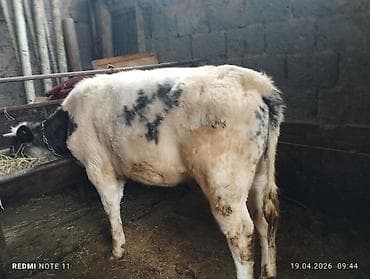 для коровы: Продаю | Корова (самка) | Бельгийская — 3