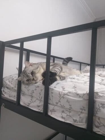 сиямские кошки: Вязка: Скотиш Страйт (Шотландская прямоухая), Мальчик, 5 лет, С прививками, Серый — 8