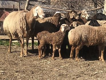 бомбейская кошка купить: Продаю | Овца (самка) | Для разведения | Матка — 2