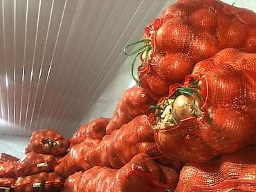 Продукты питания: Лук Оптом — 3