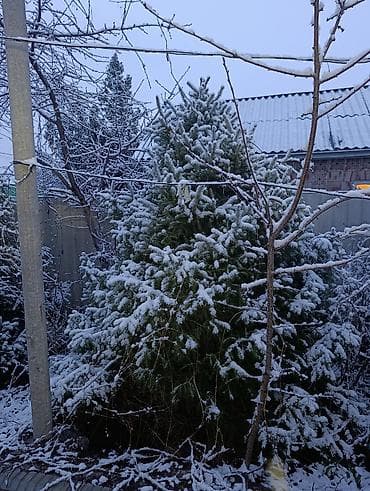 драцена купить: Ели и пихты для участка/декора - Крупномеры 3–5 м: густые, ровные, с — 6