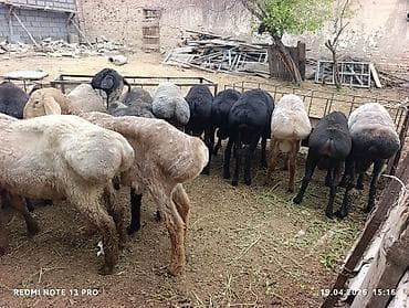 щенок хаски: Продаю | Овца (самка) | Для разведения | Матка — 4