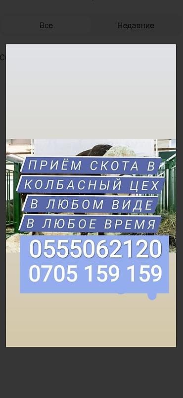 Жеке жак, Колбаса цехи : Уйлар, букалар, Жылкылар, аттар, Башка а/ч жаныбарлары, | Күнү-түнү, Бардык шартта, Союлган lalafo.kg да Жеке жак, Колбаса цехи : Уйлар, букалар, Жылкылар, аттар, Башка а/ч жаныбарлары, | Күнү-түнү, Бардык шартта, Союлган